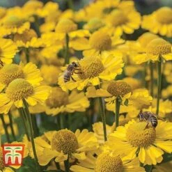 Helenium Collection 9 Helenium Collection -Garden Glory Sales HELE TKA1032 D