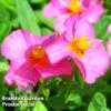 Helianthemum Ben Hope -Garden Glory Sales HELI 64196 A
