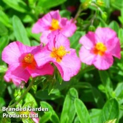 Helianthemum Ben Hope -Garden Glory Sales HELI 64196 C