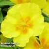 Helianthemum 'Golden Queen' 2 Helianthemum 'Golden Queen' -Garden Glory Sales HELI KC9109 A