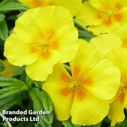 Helianthemum 'Golden Queen' -Garden Glory Sales HELI KC9109 B
