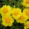 Helianthemum 'Ben Fhada' -Garden Glory Sales HELI T64194 A h