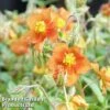 Helianthemum 'Bronze Carpet' 2 Helianthemum 'Bronze Carpet' -Garden Glory Sales HELI BRONZECAR1