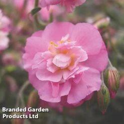 Helianthemum Pink Angel
