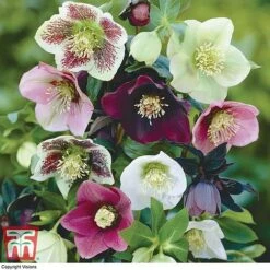Hellebore X Hybridus 'Mixed' 8 Hellebore X Hybridus 'Mixed' -Garden Glory Sales HELL 10530 A
