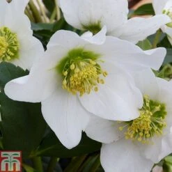 Hellebore Niger Bare Root Plants -Garden Glory Sales HELL T14192 A