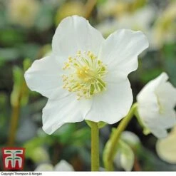 Hellebore Niger Bare Root Plants -Garden Glory Sales HELL T14192 A2