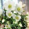 Hellebore Niger Potted Plants -Garden Glory Sales HELL T141921