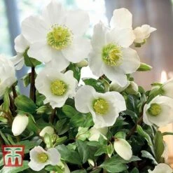 Hellebore Niger Potted Plants