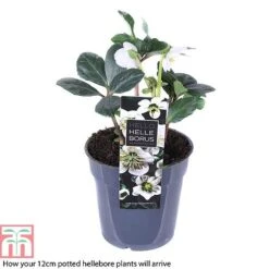 Hellebore 'Christmas Carol' -Garden Glory Sales HELL T77239 B