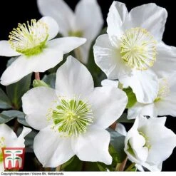 Hellebore 'Christmas Carol' -Garden Glory Sales HELL T77239 C