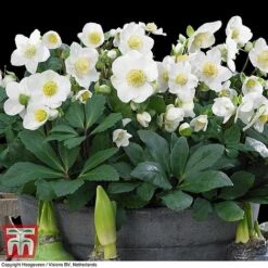 Hellebore 'Christmas Carol' -Garden Glory Sales HELL T77239 D