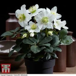 Hellebore 'Christmas Carol' -Garden Glory Sales HELL T77239 E