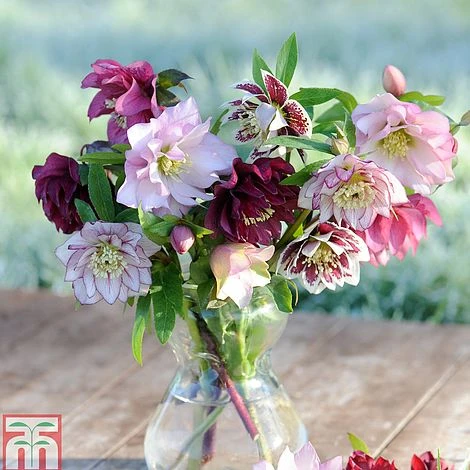 Hellebore 'Double Mixed' 3 Hellebore 'Double Mixed'