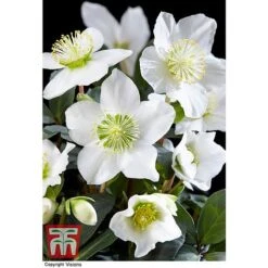 Hellebore 'Christmas Carol' - Gift -Garden Glory Sales HELL WGKB7088 B