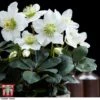 Hellebore 'Christmas Carol' - Gift 1 Hellebore 'Christmas Carol' - Gift -Garden Glory Sales HELL WGKB7088 C