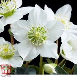 Hellebore 'Christmas Carol' - Gift -Garden Glory Sales HELL WGKB7088 E