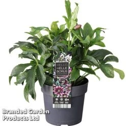 Hellebore 'Carnaval'