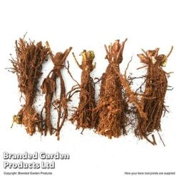 Hellebore Niger Bare Root Plants -Garden Glory Sales HELL NIGERBARE T45484