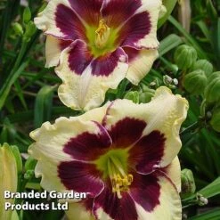 Hemerocallis Fringed Collection -Garden Glory Sales HEME CELEBANGE S413321