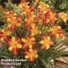 Hemerocallis 'Frans Hals' -Garden Glory Sales HEME FRANSHALS H39926