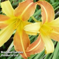 Hemerocallis 'Frans Hals' -Garden Glory Sales HEME FRANSHALS S45011