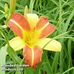 Hemerocallis 'Frans Hals' -Garden Glory Sales HEME FRANSHALS S45012