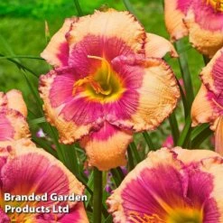 Hemerocallis Fringed Collection -Garden Glory Sales HEME HELLOSCRE S413331