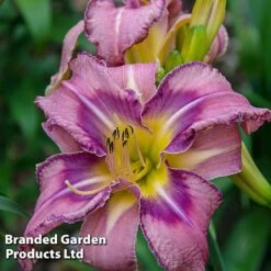 Hemerocallis Fringed Collection -Garden Glory Sales HEME MILDREDMI L413581