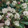 Heptacodium Miconioides -Garden Glory Sales HEPT T44288 A h