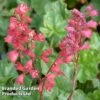 Heuchera 'Bressingham Hybrids' -Garden Glory Sales HEUC KC9110 A