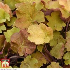 Heuchera 'Caramel' -Garden Glory Sales HEUC T28597 A1