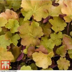 Heuchera 'Caramel' -Garden Glory Sales HEUC T28598 A1