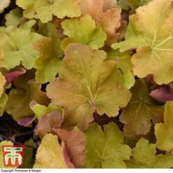 Heuchera 'Caramel' -Garden Glory Sales HEUC T28599 A1
