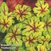 Heucherella Alabama Sunrise -Garden Glory Sales HEUC ALABAMASU S22088