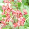 Heuchera Firefly -Garden Glory Sales HEUC FIREFLY KA5547