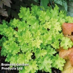 Heuchera 'Lime Marmalade' -Garden Glory Sales HEUC LIMEMARMA S40252