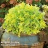 Heuchera 'Lime Marmalade' -Garden Glory Sales HEUC LIMEMARMA S40253