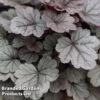 Heuchera 'Silver Gumdrop' -Garden Glory Sales HEUC SILVERGUM S43673