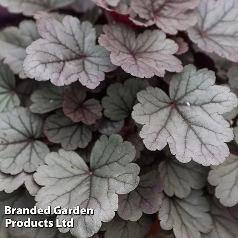 Heuchera 'Silver Gumdrop' 3 Heuchera 'Silver Gumdrop'