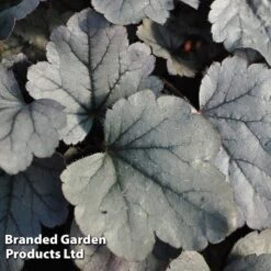 Heuchera 'Silver Gumdrop' 7 Heuchera 'Silver Gumdrop' -Garden Glory Sales HEUC SILVERGUM S43675