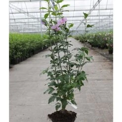 Hibiscus Syriacus 'Azurri' -Garden Glory Sales HIBI T62046 B h