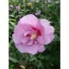 Hibiscus Syriacus 'Lavender Chiffon' 1 Hibiscus Syriacus 'Lavender Chiffon' -Garden Glory Sales HIBI T67943 A h