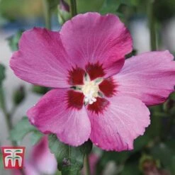 Hibiscus Syriacus 'Woodbridge' -Garden Glory Sales HIBI T67967 A