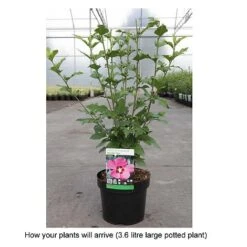 Hibiscus Syriacus 'Woodbridge' -Garden Glory Sales HIBI T67967 B h