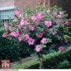 Hibiscus Syriacus 'Woodbridge' -Garden Glory Sales HIBI T67967 C