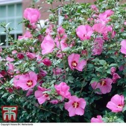Hibiscus Syriacus 'Woodbridge' -Garden Glory Sales HIBI T67967 D
