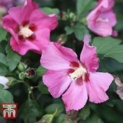 Hibiscus Syriacus 'Woodbridge' -Garden Glory Sales HIBI T67967 E