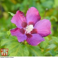 Hibiscus Syriacus 'Woodbridge' -Garden Glory Sales HIBI T67967 F1
