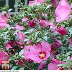 Hibiscus Syriacus 'Woodbridge' -Garden Glory Sales HIBI T67967 G